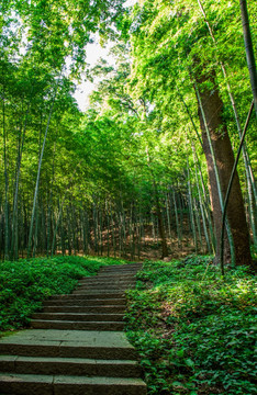 竹子竹林小路