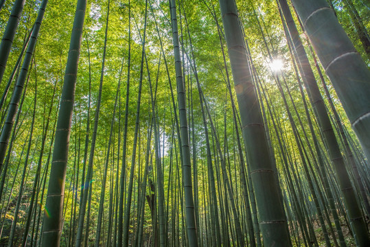 阳光竹竿 竹子