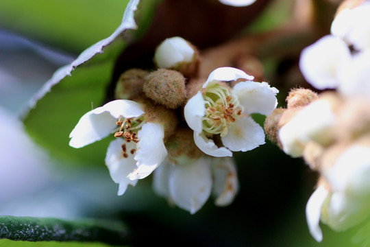 白花