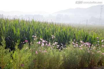 波斯菊