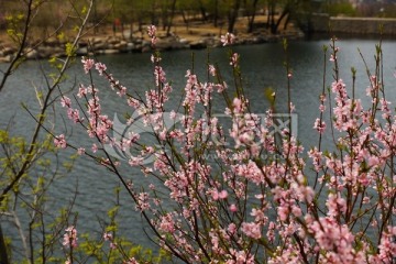 岸边的桃花