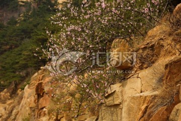 泰山桃花峪风光