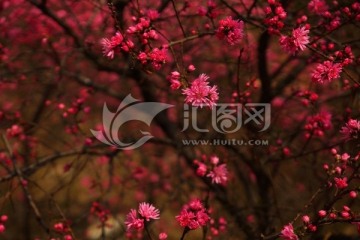 碧桃花树