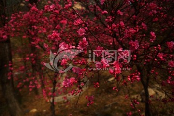 碧桃花种植基地