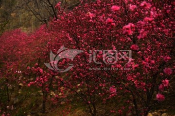 碧桃花 花圃