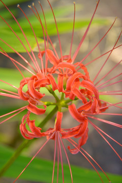 曼珠沙华花朵TIF特写图