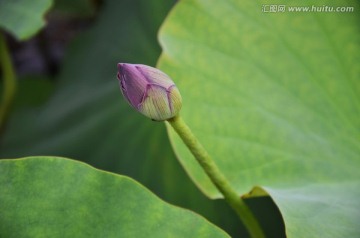 荷花 含苞待放