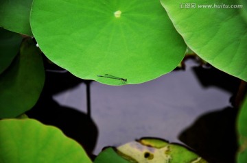 翠绿荷叶上的蜻蜓