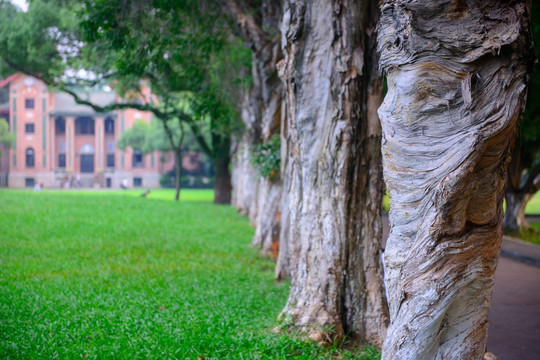 中山大学风景