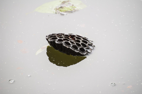 水面漂浮的莲蓬