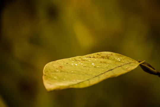 树叶上的水珠