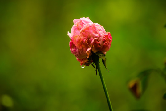 月季花上的水滴