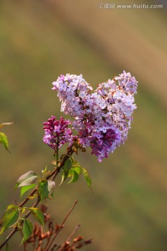 丁香花