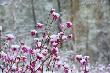 杜鹃傲雪