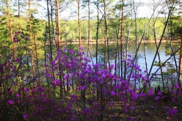 杜鹃花