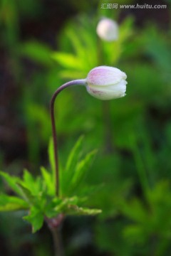 二歧银莲花花蕾