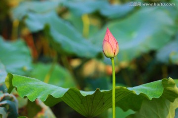 荷花花蕾11