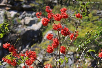 接骨木果实