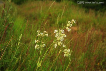 麦瓶草