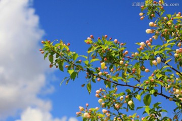 山丁子花蕾