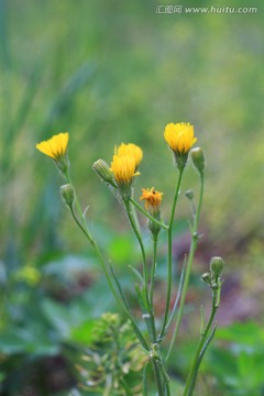 屋根草 花