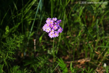 勿忘我花