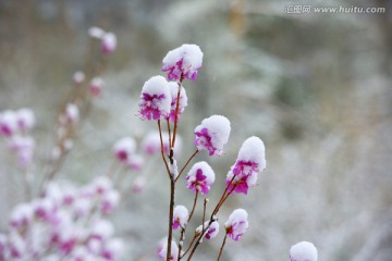 雪中的杜鹃花