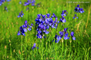 一簇鸢尾花