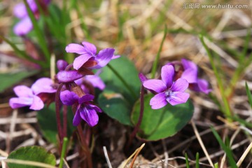 紫花地丁