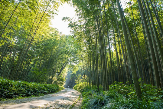 阳光竹林 竹林小径