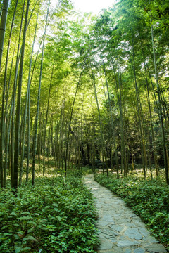 竹林小路