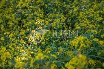 黃花