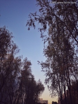 仰拍蓝天和树影