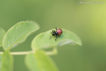 象鼻虫