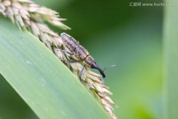 象鼻虫