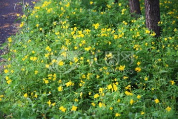 林地野花 黄花 小黄花