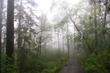 林区 原始森林 雨雾山林 林中