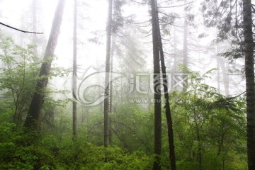 清新山林 清新空气 雨后山林