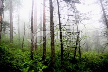 清新山林 清新空气 树木