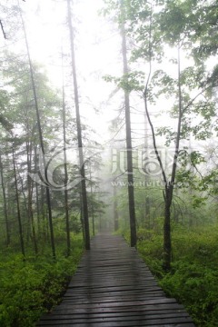 丛林 树木 林区 原始森林