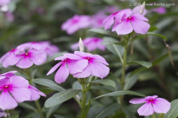 长春花 金盏草 四时春 日日新