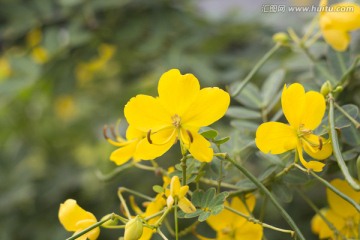 黄色小花