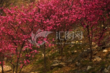 碧桃花种植基地