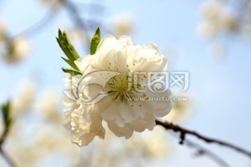 一枝樱花 白色樱花