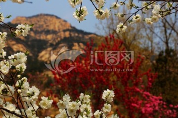 樱花园 碧桃花园