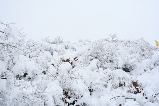 雪景