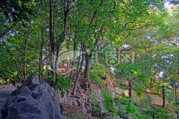 上海长风公园铁臂山山林风光