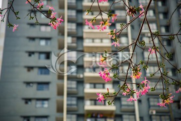 花香名城木棉盛放