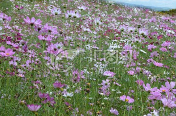 花海