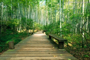 竹林小道